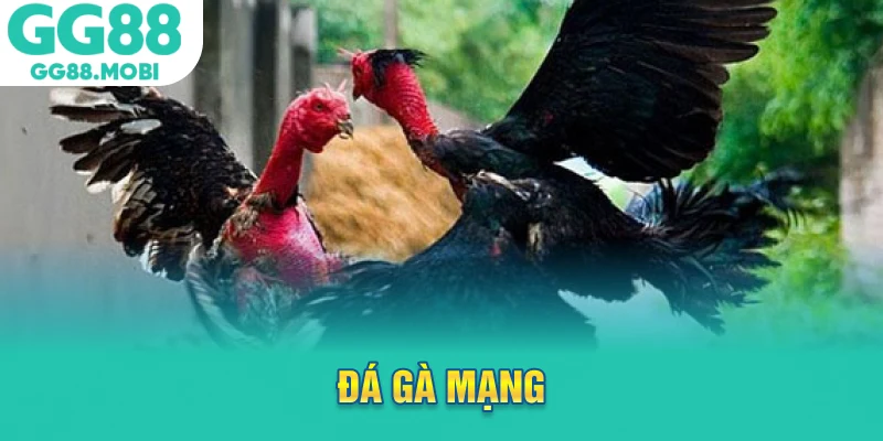 đá gà mạng